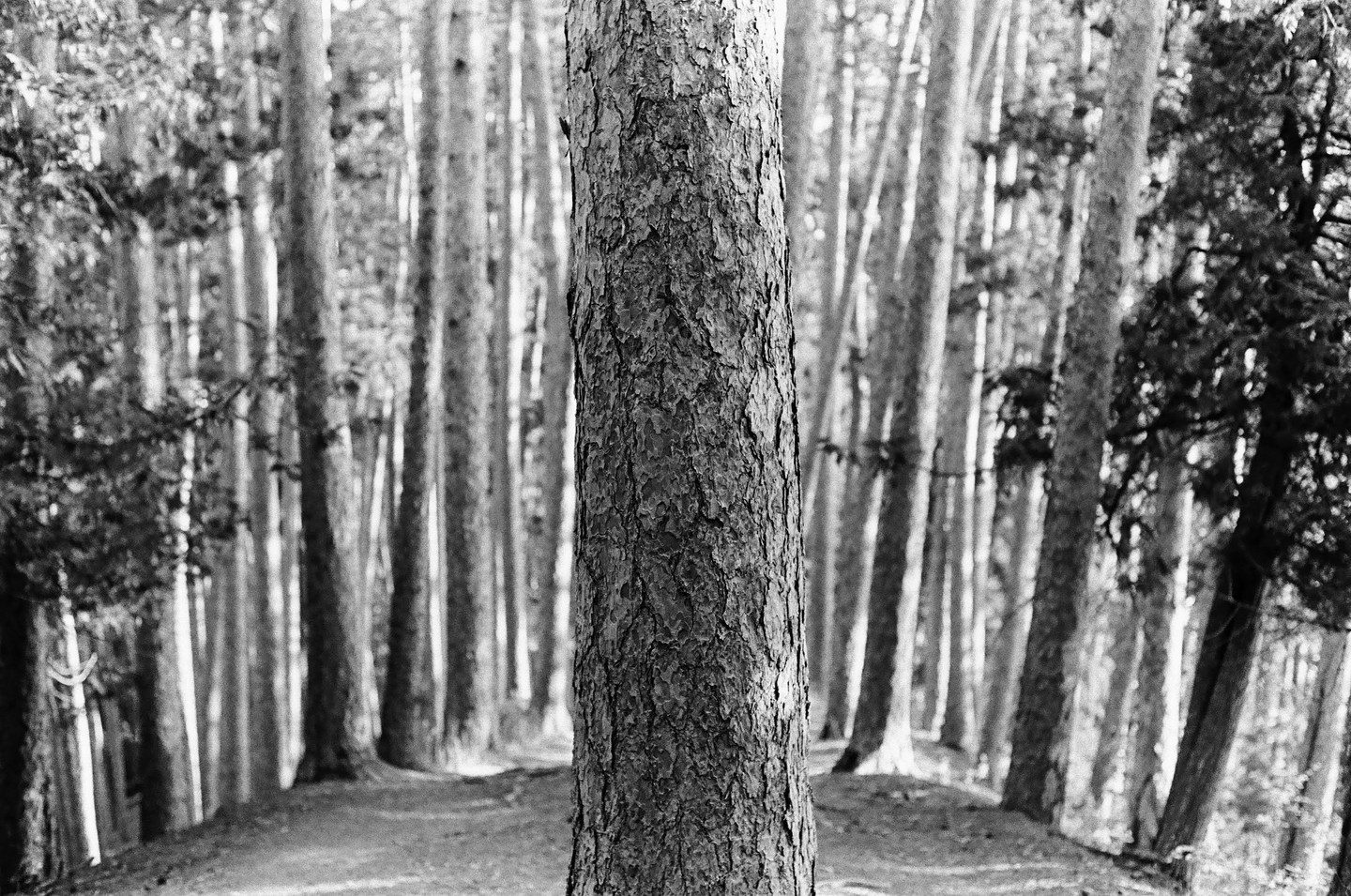 A close-up of a tree trunk stands in the foreground of a forest with many tall, slender trees in the background.