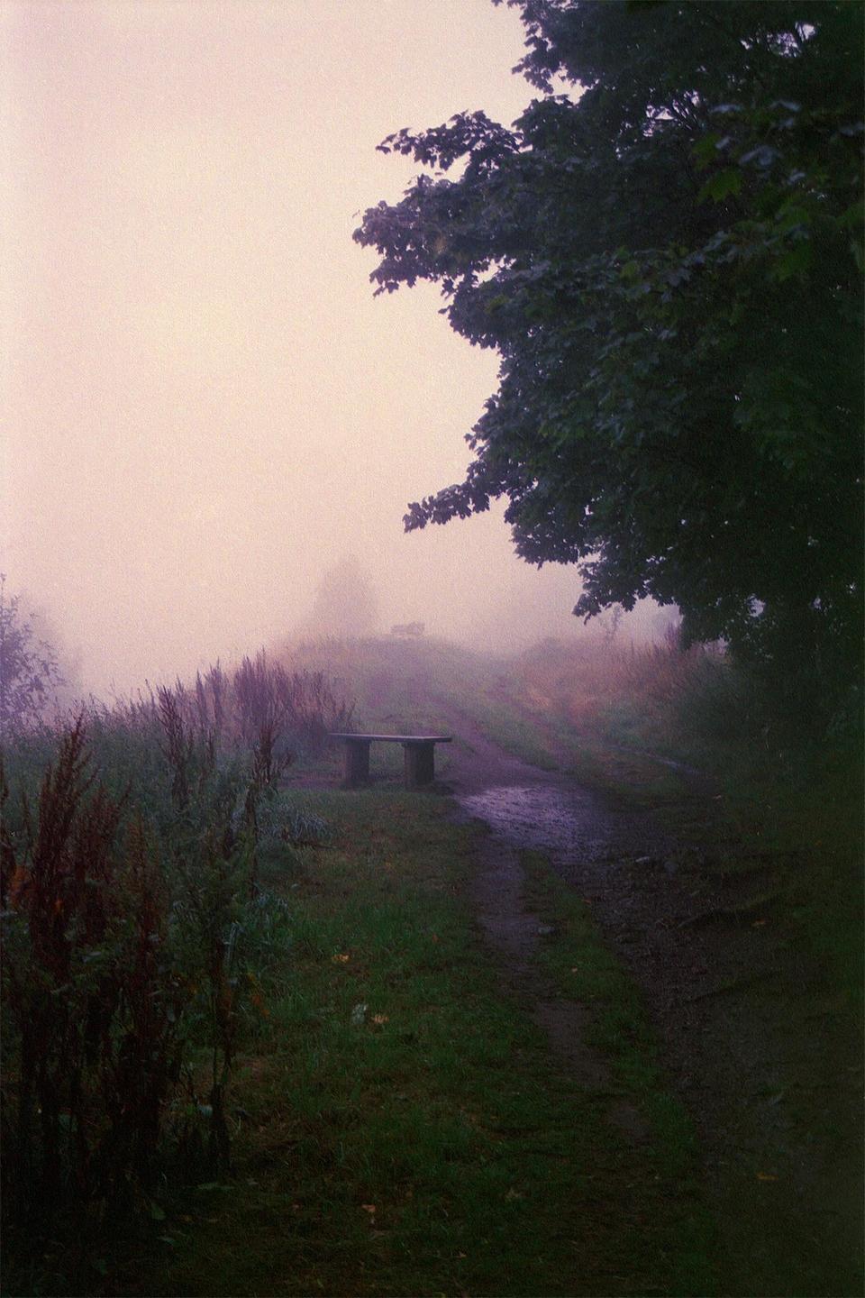A path leads through a foggy landscape with a bench visible in the distance and a tree branch in the foreground.
