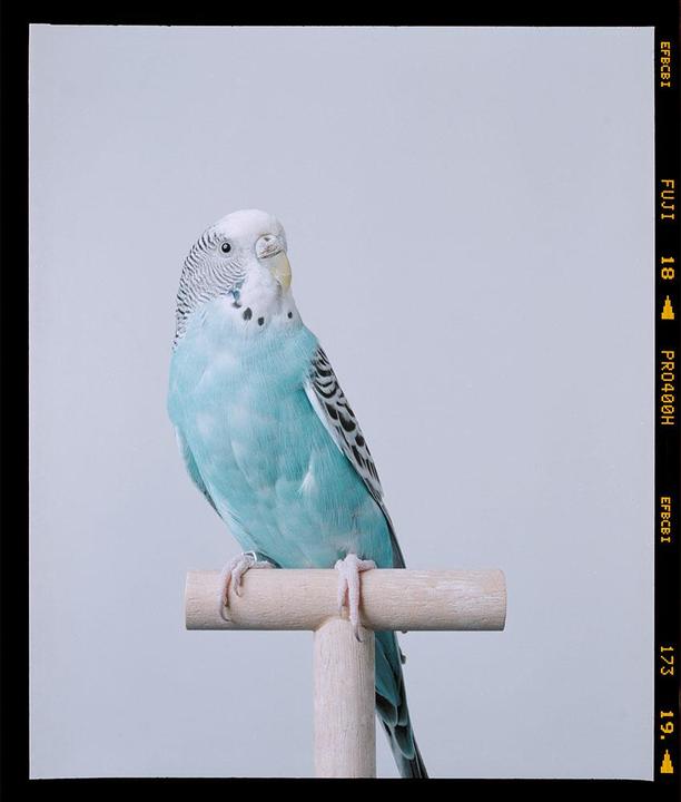 A blue parakeet perches on a wooden stand against a plain background.