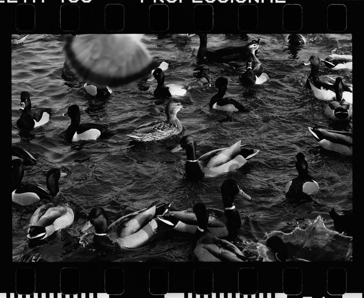 A group of ducks swims in a pond, with one duck in the foreground creating a splash.