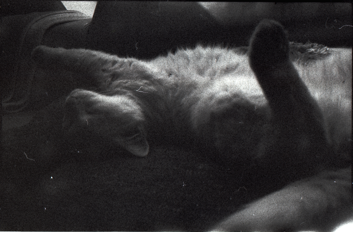 A cat is lying on its back with its paws in the air.