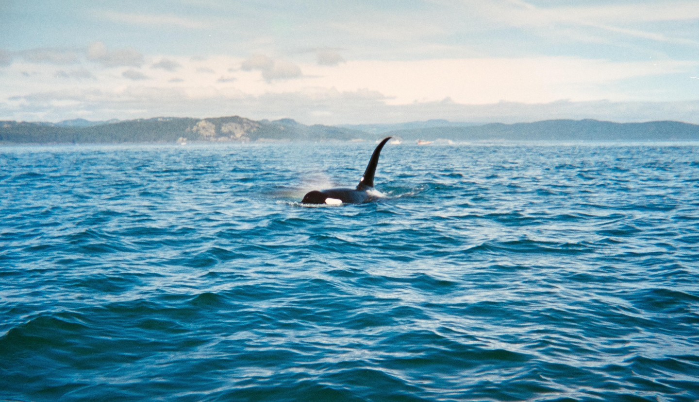 A killer whale swims in the ocean with mountains in the background.