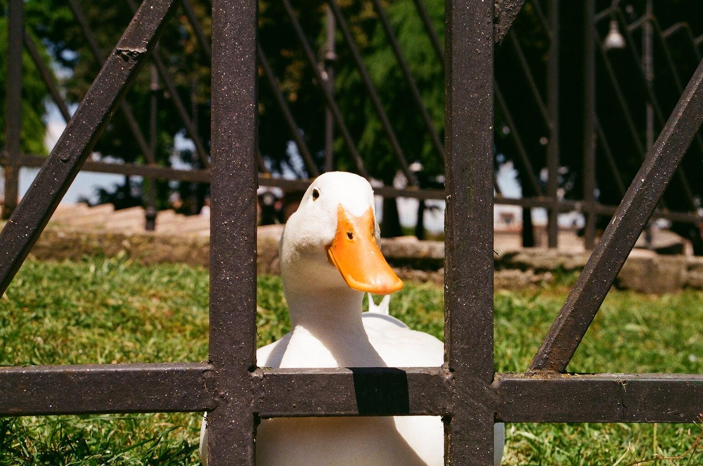 A white duck with an orange bill looks through a metal fence.