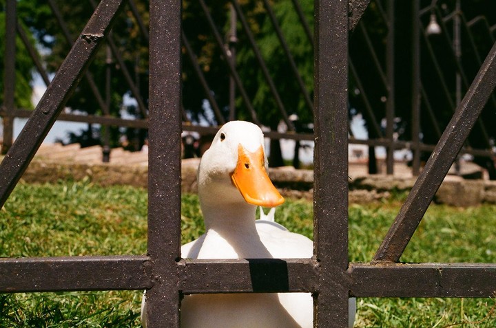 A white duck with an orange bill looks through a metal fence.