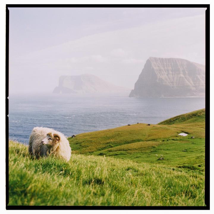 A sheep with horns stands in a grassy field overlooking the ocean and mountains.