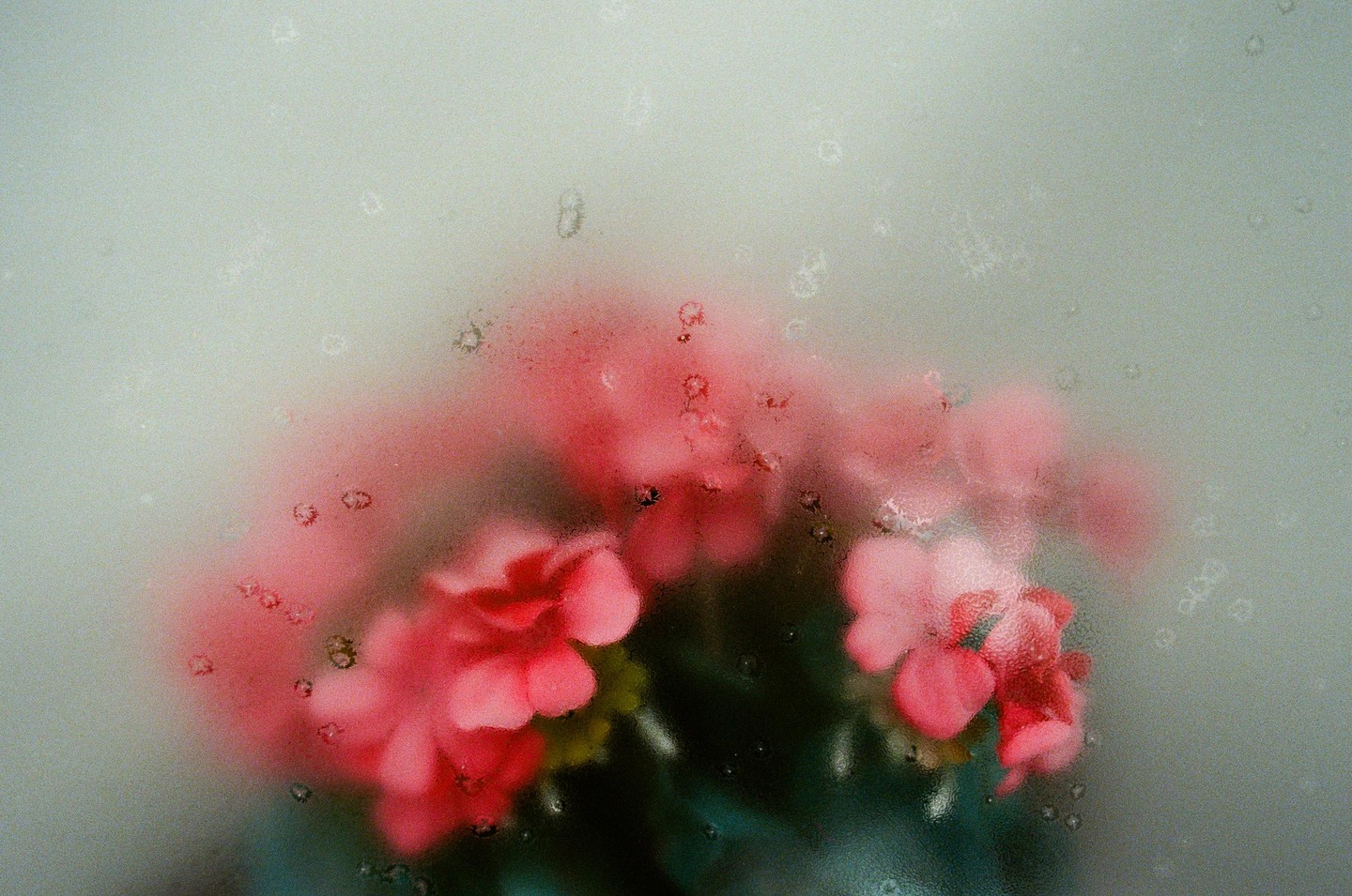 Pink flowers are visible through a textured, translucent surface with watermarks.