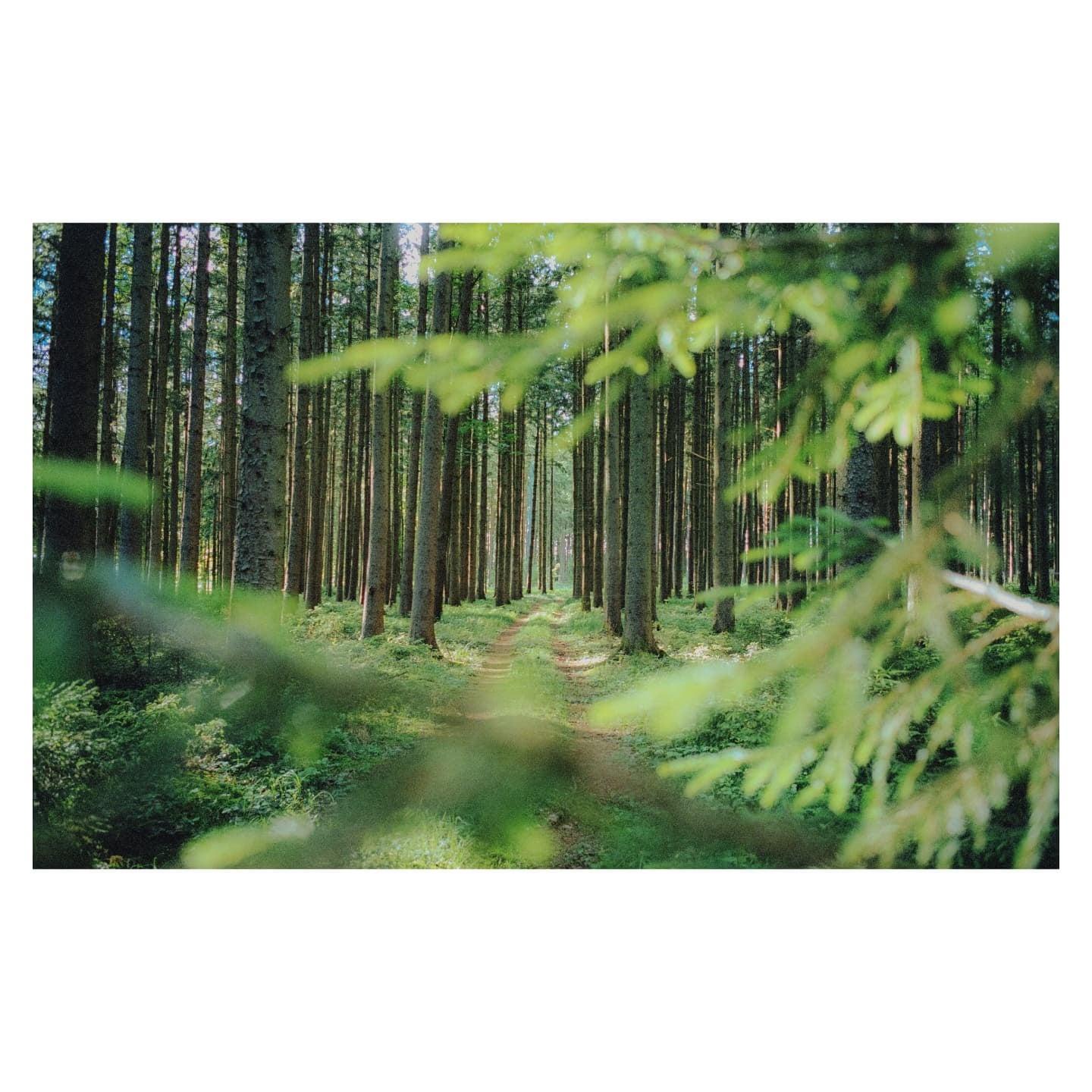 A narrow path leads through a dense forest of tall, slender trees with green foliage in the foreground.
