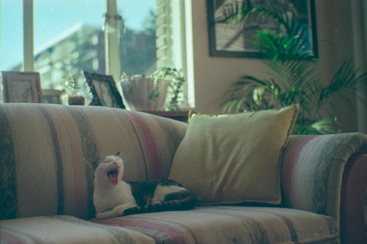 A cat yawns while lying on a striped sofa in a living room.
