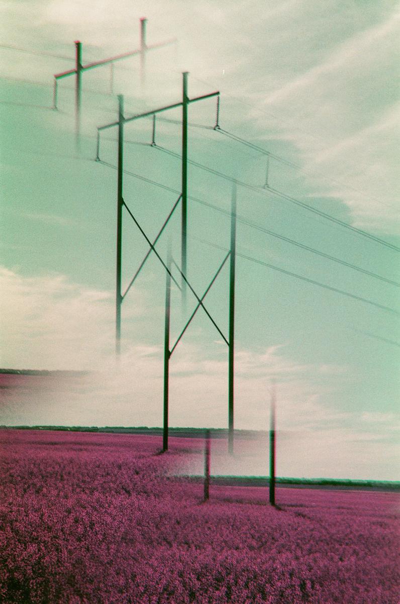 Power poles stand in a field of purple flowers under a cloudy sky.