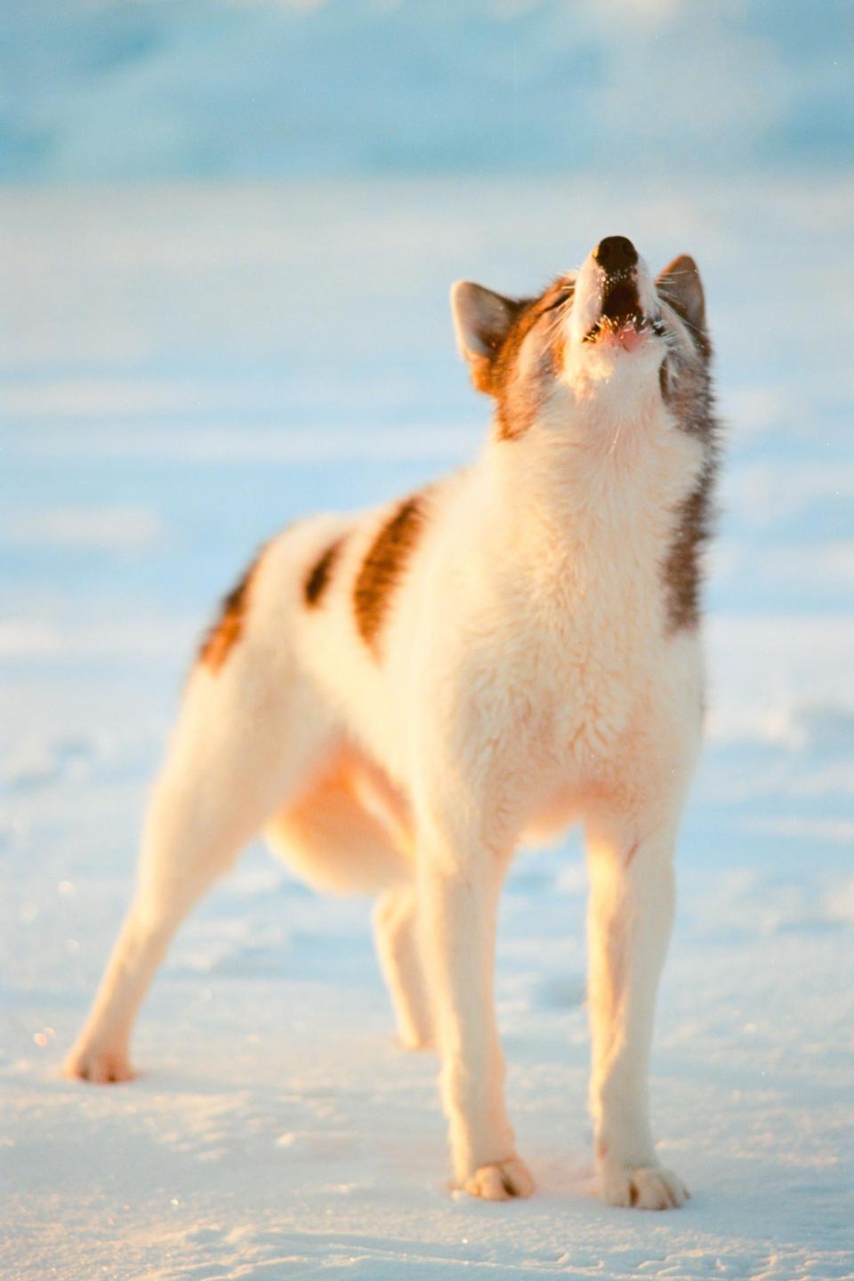 A white and brown dog howls with its head tilted back in a snowy landscape.