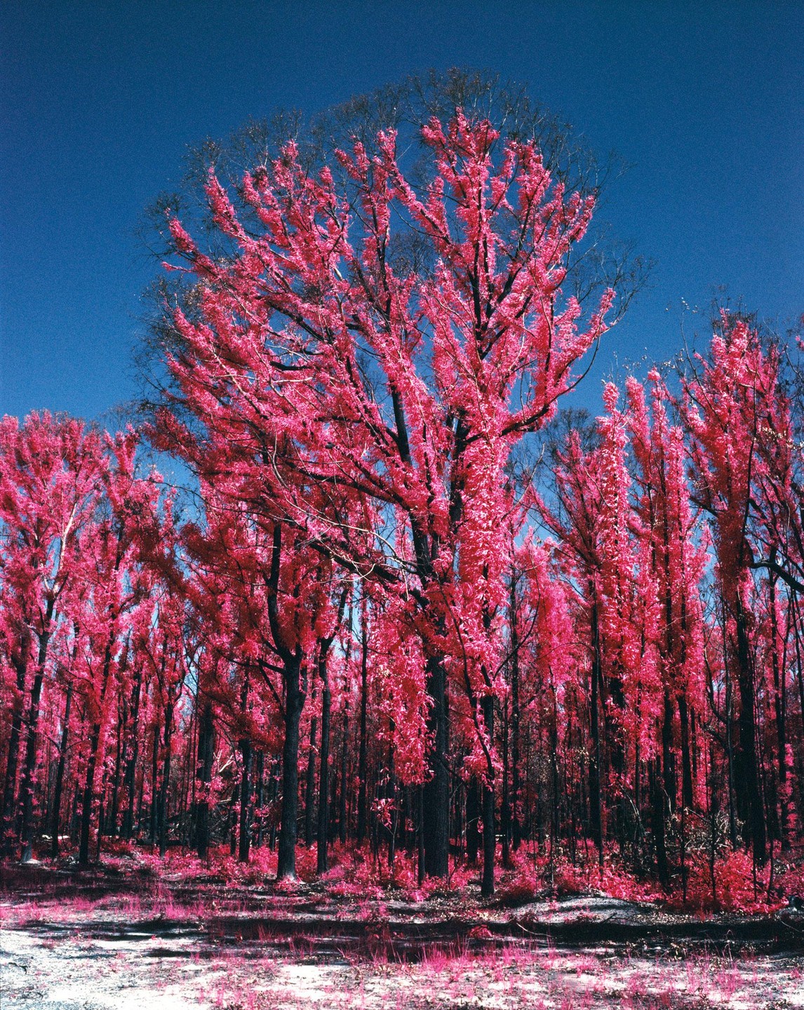A forest of trees with bright pink foliage stands against a clear blue sky.