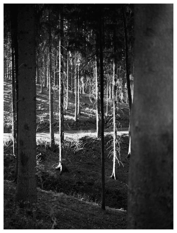 Sunlight illuminates the trunks of many tall, thin trees in a forest.