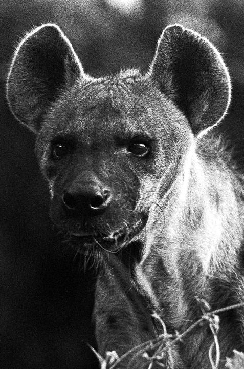 A close-up, black and white portrait shows a hyena looking towards the viewer.