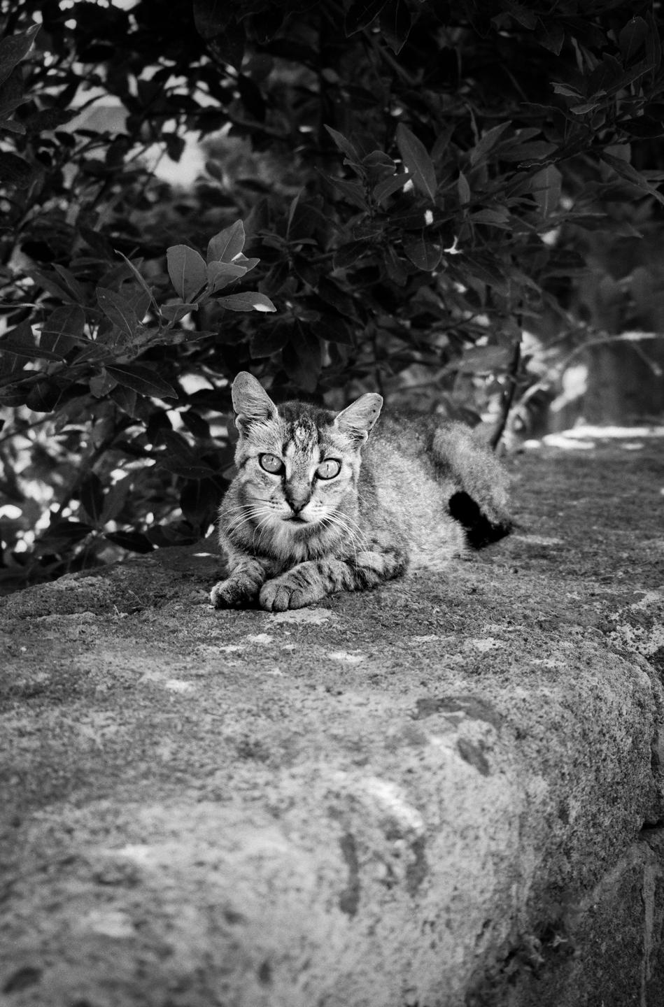 A cat with bright eyes is resting on a stone wall in front of leafy bushes.