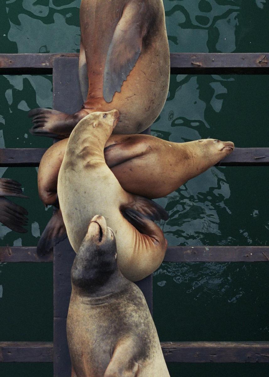 Several sea lions are piled on top of each other on a wooden dock above dark water.