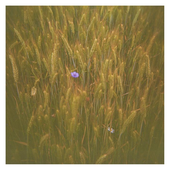A purple flower and a white flower are visible among tall green wheat stalks.