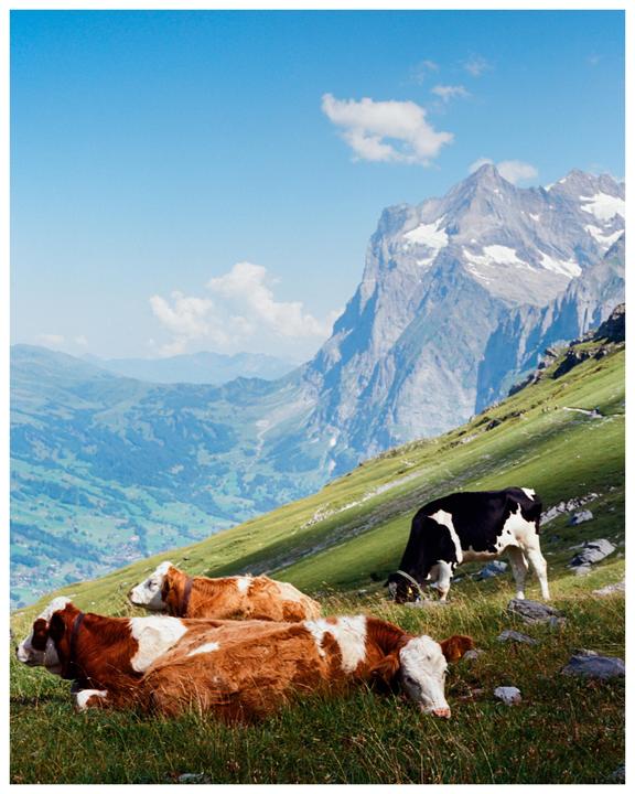 Three cows rest and graze on a grassy mountain slope with a snow-capped peak in the background.
