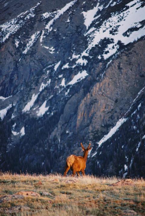 A deer stands on a grassy hill with snow-capped mountains in the background.