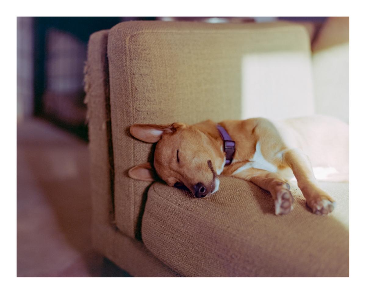 A brown dog with a purple collar is sleeping on a sofa.