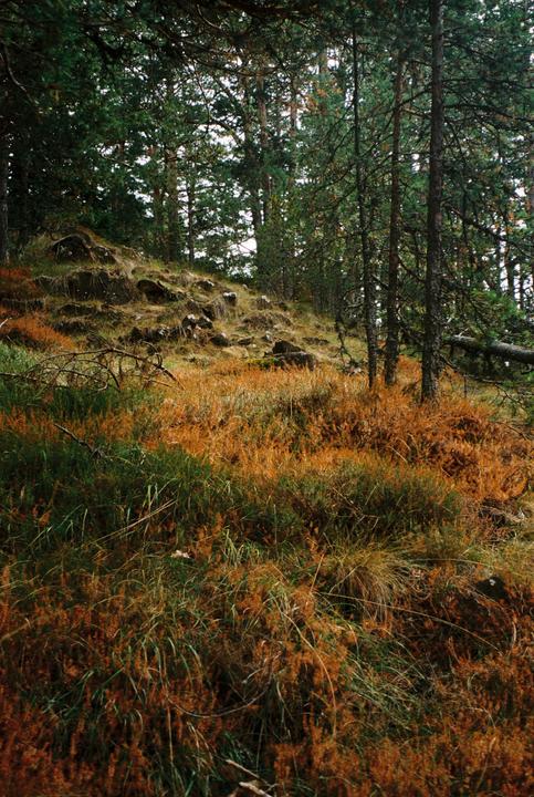 A forest hillside is covered in green and brown foliage with tall trees in the background.
