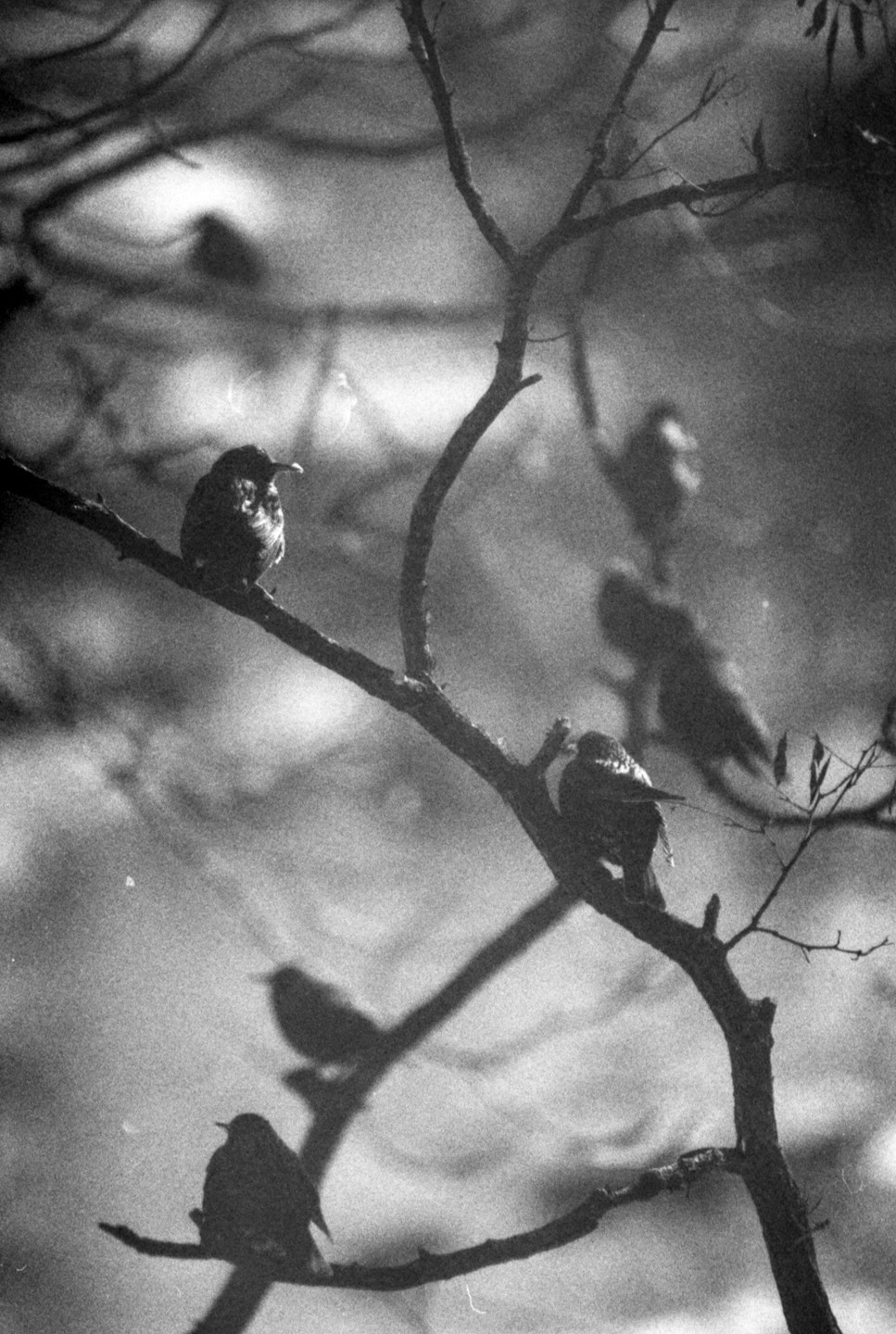 Several birds perch on bare tree branches against a bright, out-of-focus background.