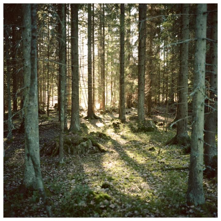 Sunlight streams through a dense forest, illuminating the mossy ground and creating long shadows.