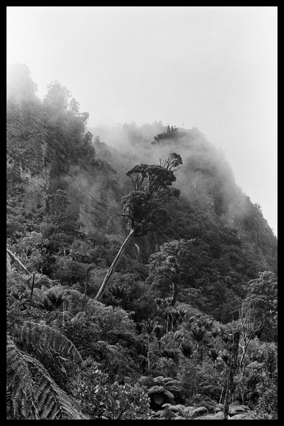 A lone rata tree stands on a steep, forested hillside shrouded in fog.