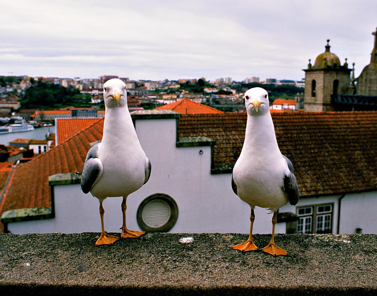 Two gulls stand on a stone wall overlooking a city with red-tiled roofs and a river.