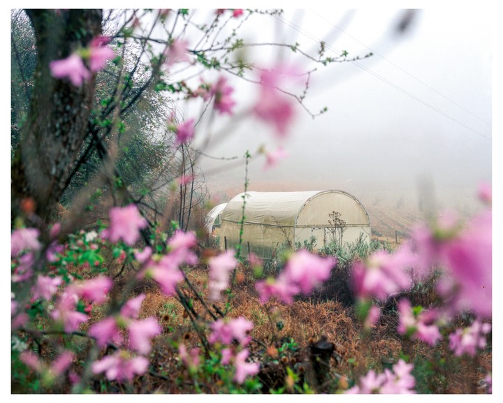 A greenhouse is visible through pink blossoms and trees on a hazy day.