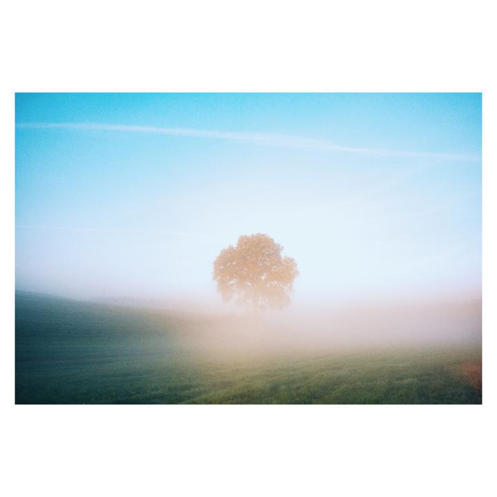 A single tree stands in a hazy, grassy field under a blue sky.