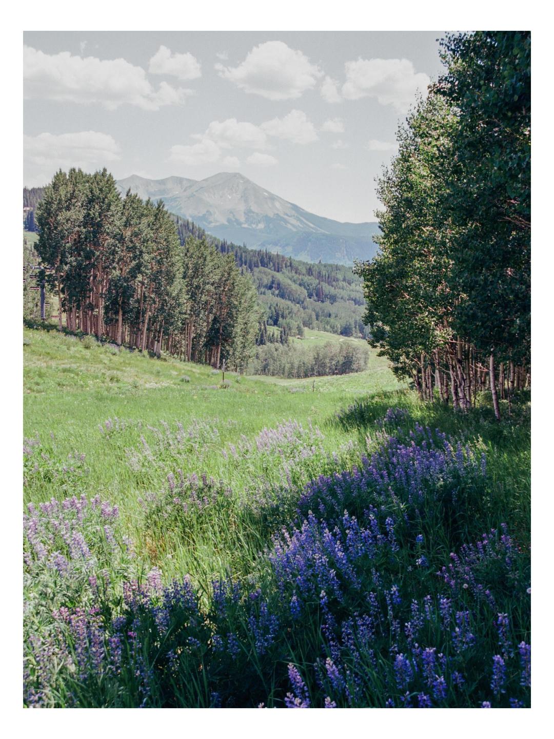 A field of purple wildflowers and green grass leads to a forest and mountains under a cloudy sky.