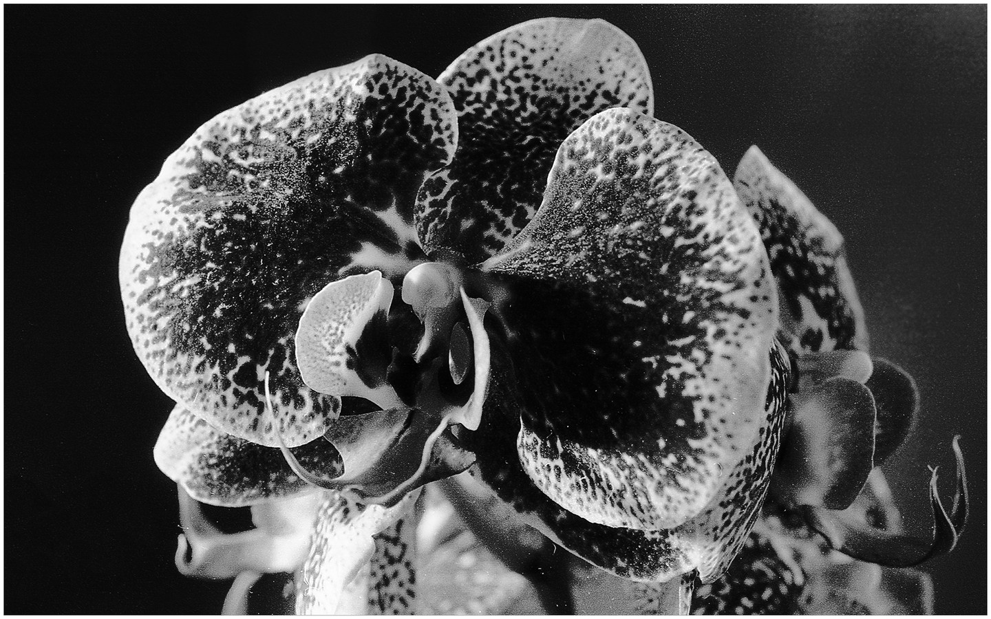A close-up, black and white photograph shows a spotted orchid with a dark background.