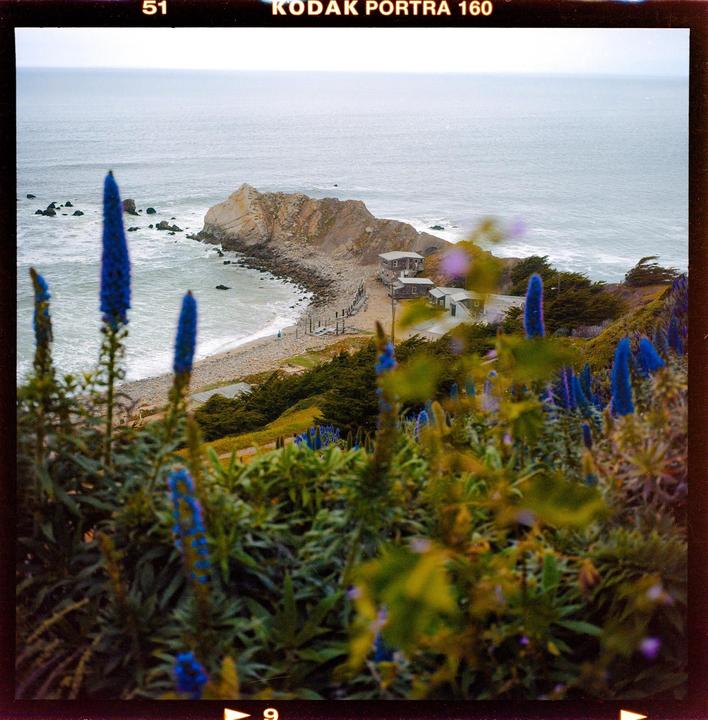 Blue flowers are in the foreground of a rocky coastline with buildings and the ocean.