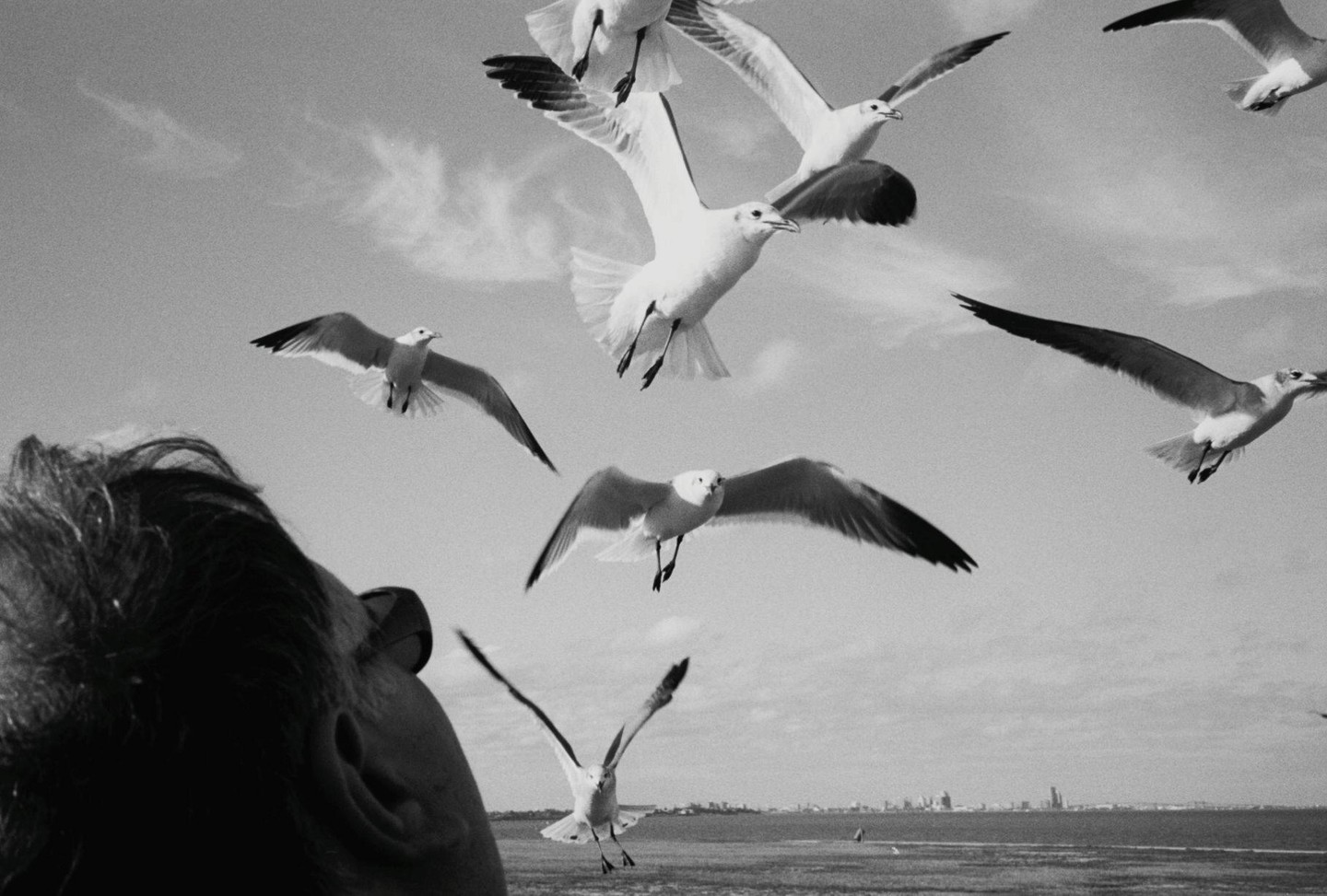 A person looks up at many seagulls flying in a bright sky above a body of water and a distant city.