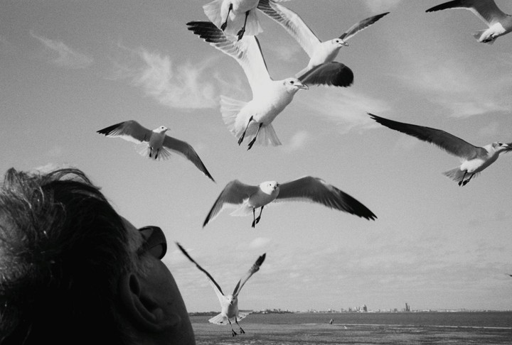 A person looks up at many seagulls flying in a bright sky above a body of water and a distant city.