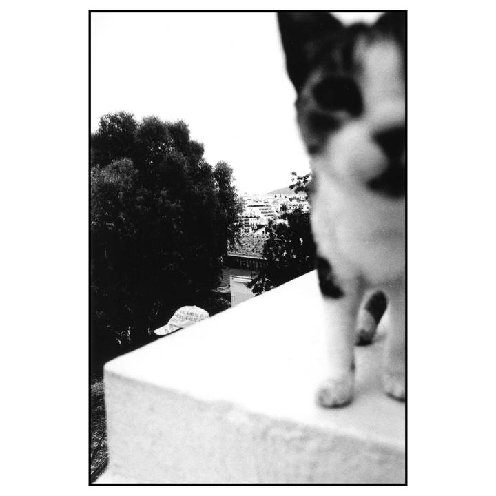 A cat stands on a ledge overlooking a town with trees in the background.