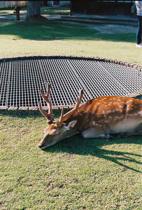A deer with antlers rests on a patch of grass next to a large metal grate.
