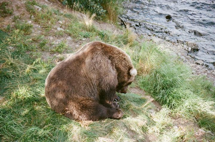 A brown bear sits on a grassy bank next to a body of water.