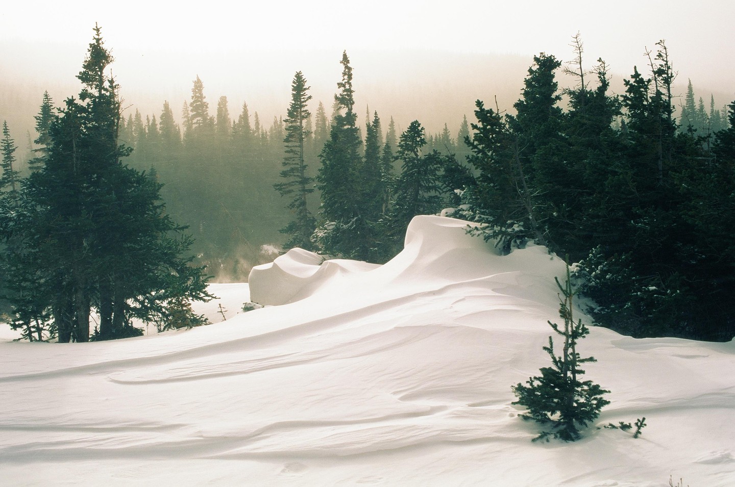 Snow drifts are piled high in a forest of pine trees.