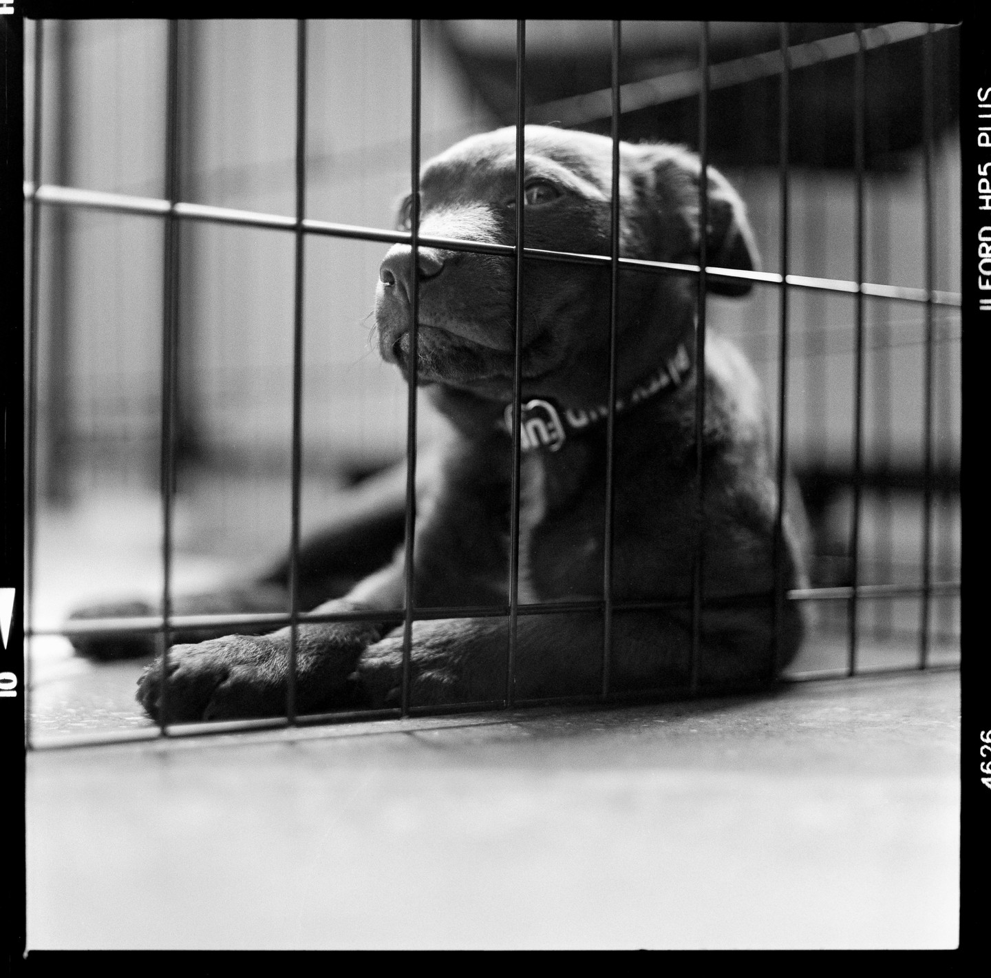 A puppy with a collar lies behind the bars of a cage.