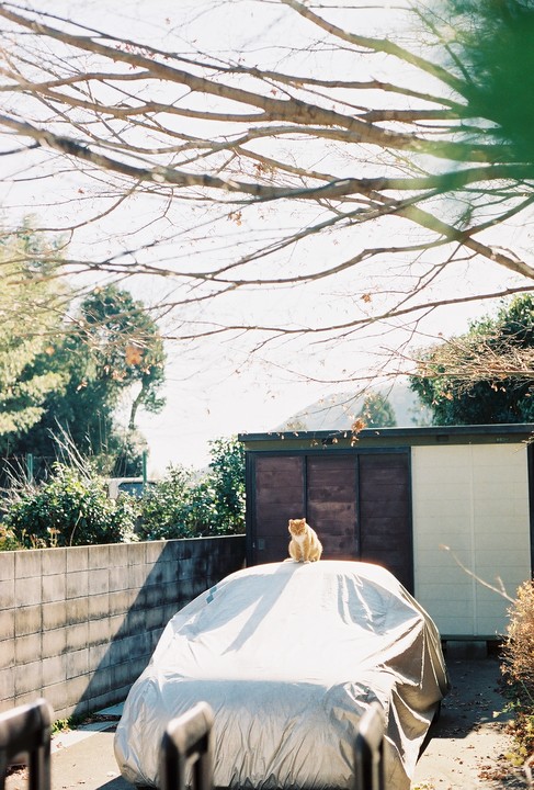 An orange cat sits on a car covered with a tarp, with bare tree branches overhead.