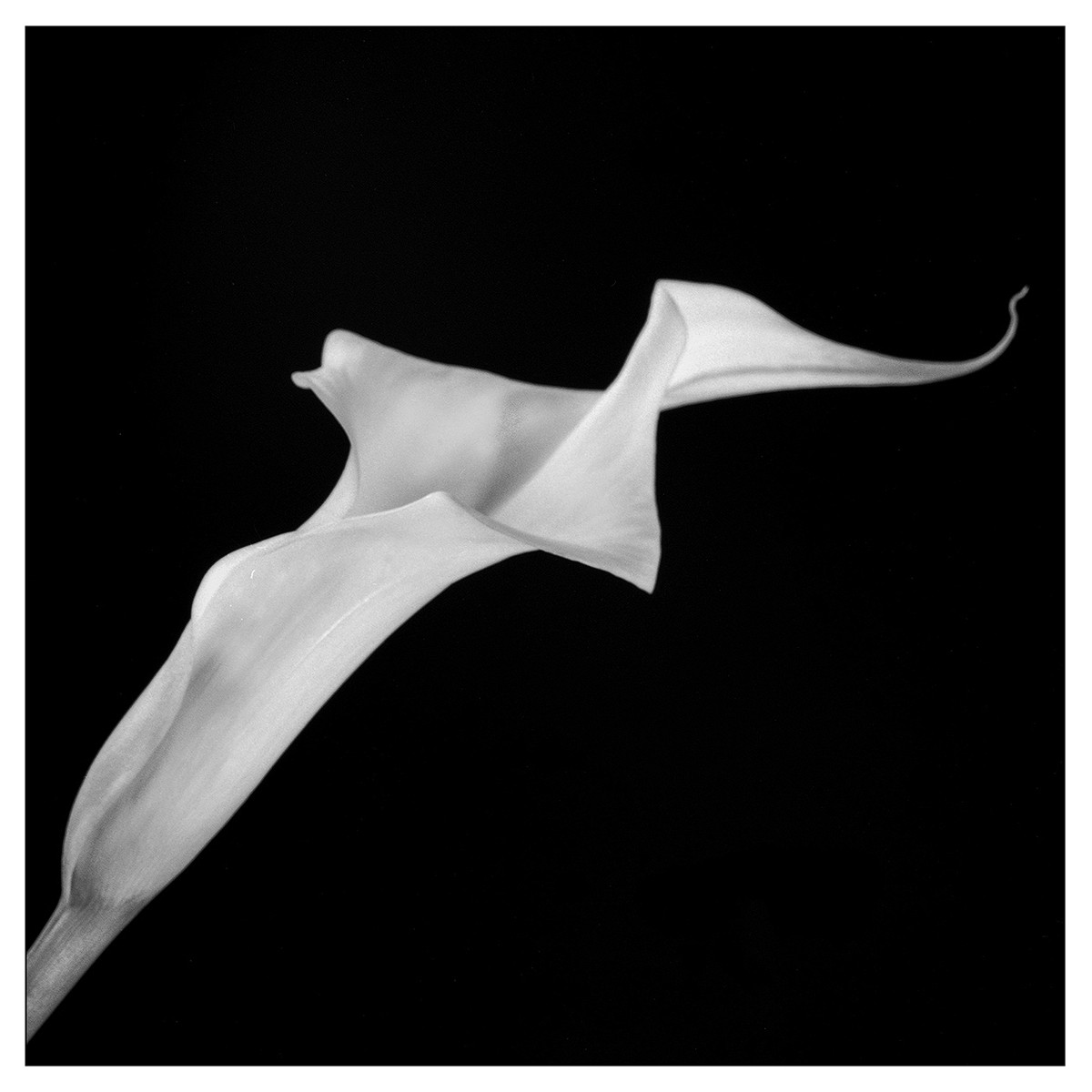 A single calla lily is set against a dark background.
