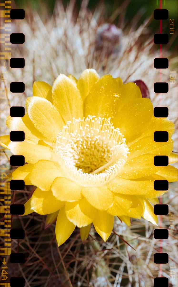 A yellow cactus flower with a white center is surrounded by sharp spines.
