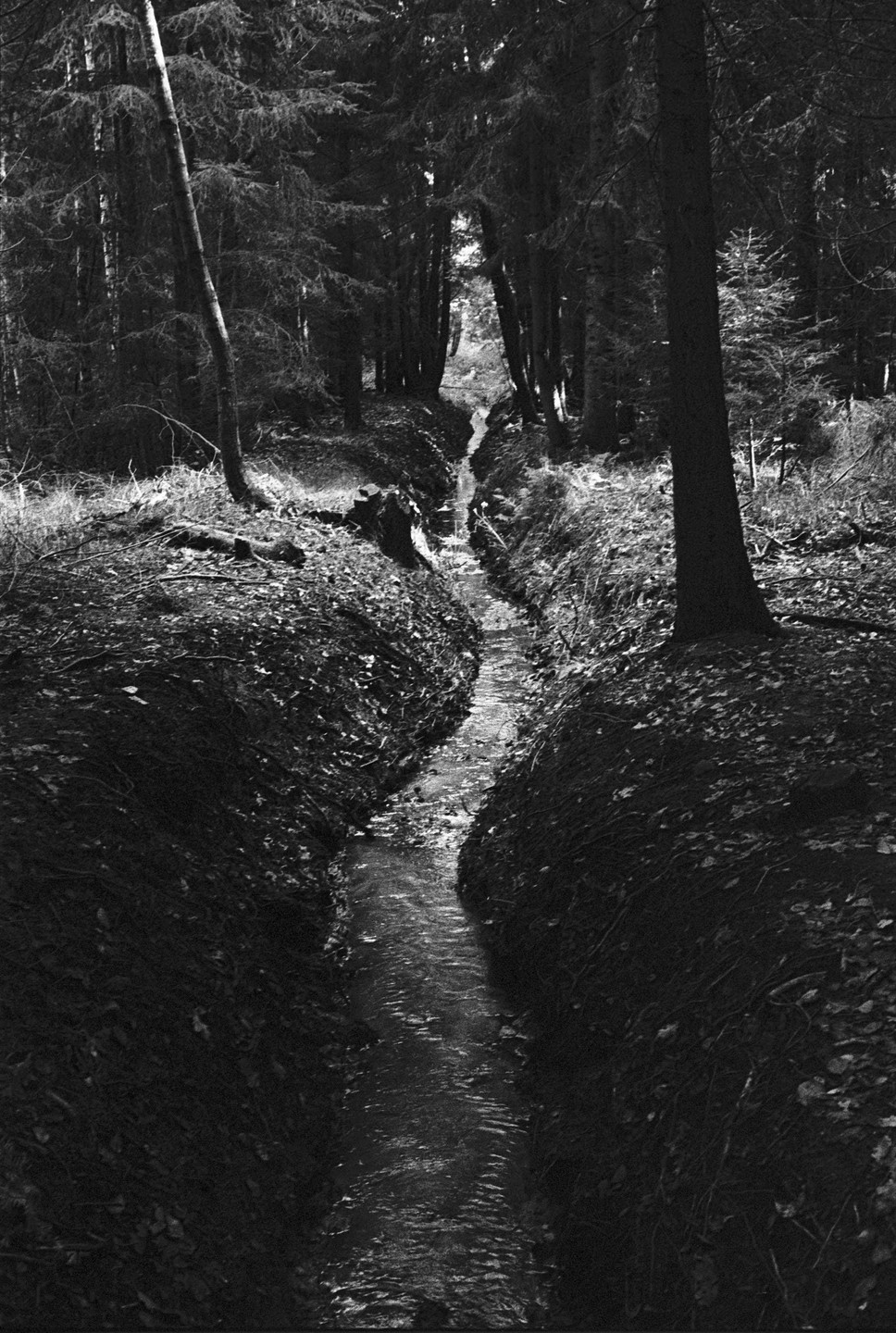 A narrow stream flows through a dark forest with tall trees and fallen leaves on the ground.