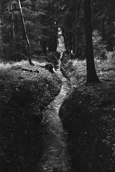 A narrow stream flows through a dark forest with tall trees and fallen leaves on the ground.