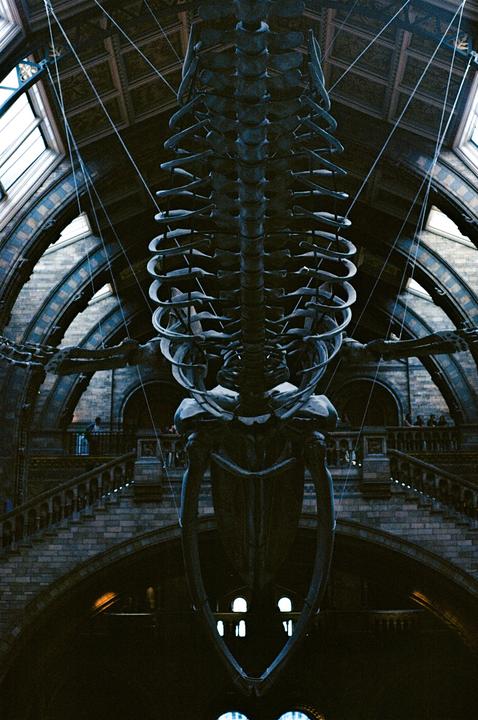 A large whale skeleton hangs from the ceiling of a museum with arched windows and staircases.
