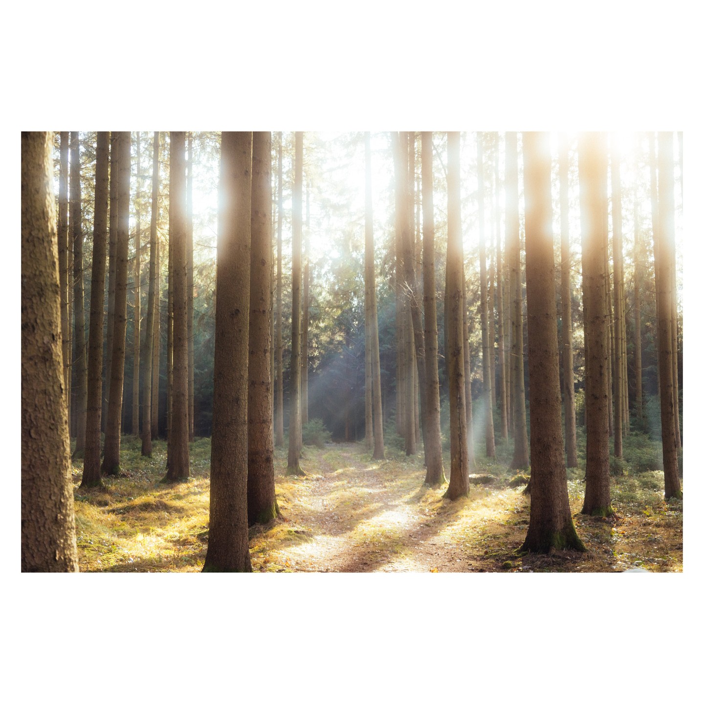 Sunlight streams through tall trees in a forest, illuminating a path on the ground.