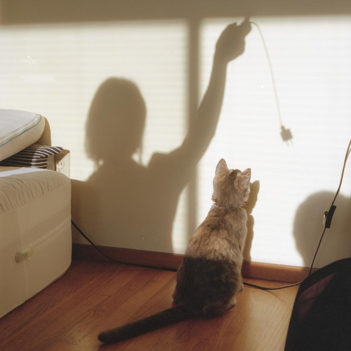 A cat sits on a wooden floor looking at a shadow of a person holding a cable.
