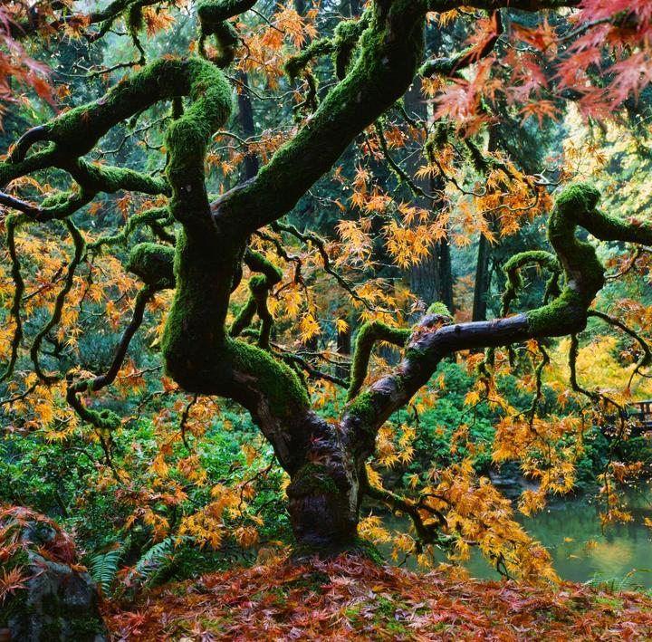 A moss-covered tree with autumn foliage stands beside a body of water.