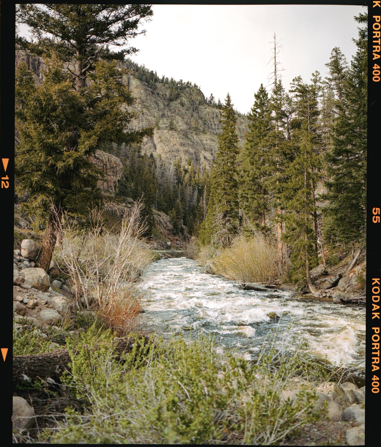 A river flows through a forest with mountains in the background.